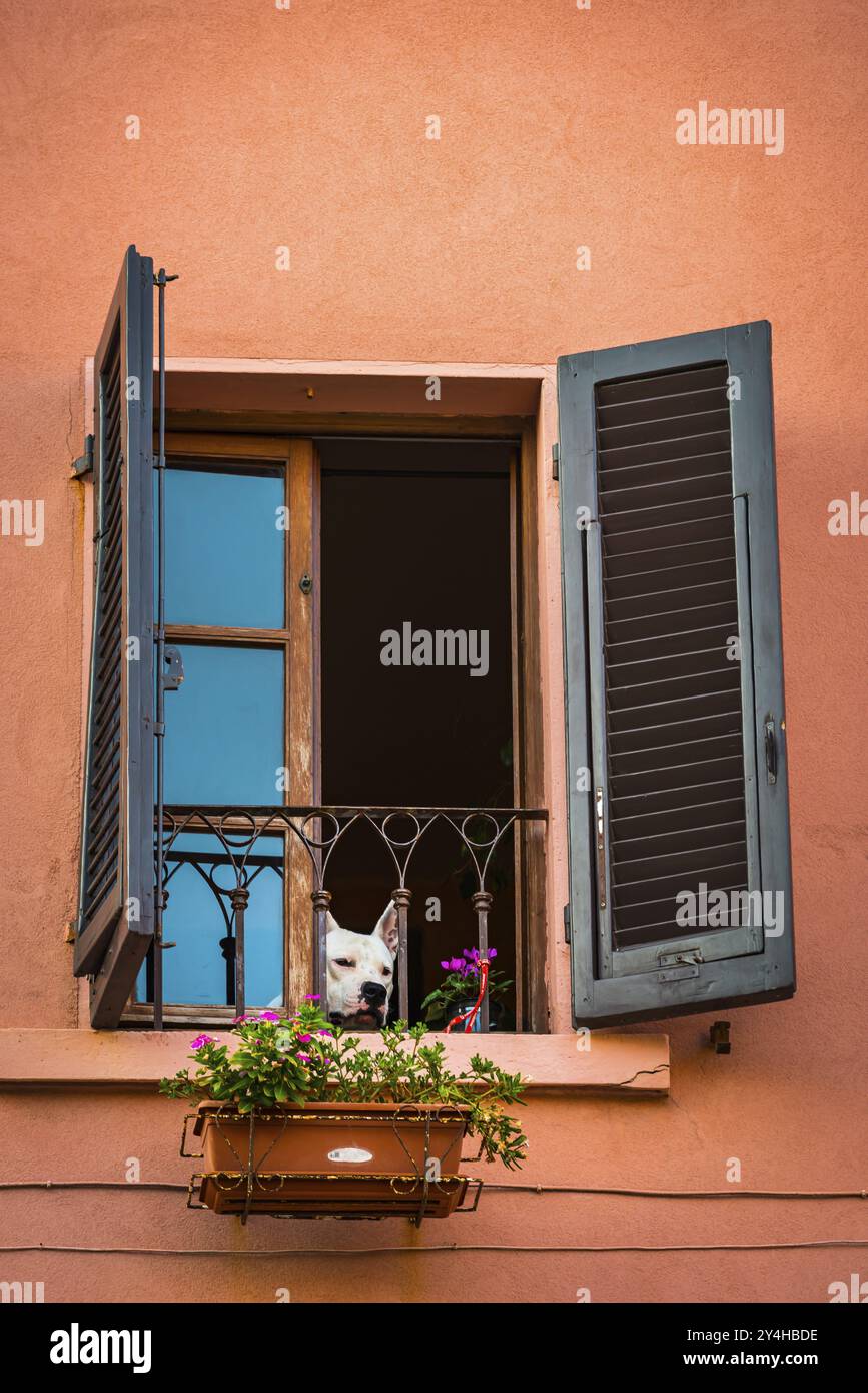 Chien à la fenêtre, Piombino Italie Banque D'Images