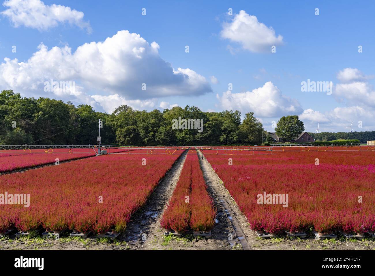 Espace extérieur d'une entreprise horticole, plantes d'automne, plantes de bruyère, bruyère de cloche, près de Kevelaer, Rhénanie du Nord-Westphalie, Allemagne, Europe Banque D'Images