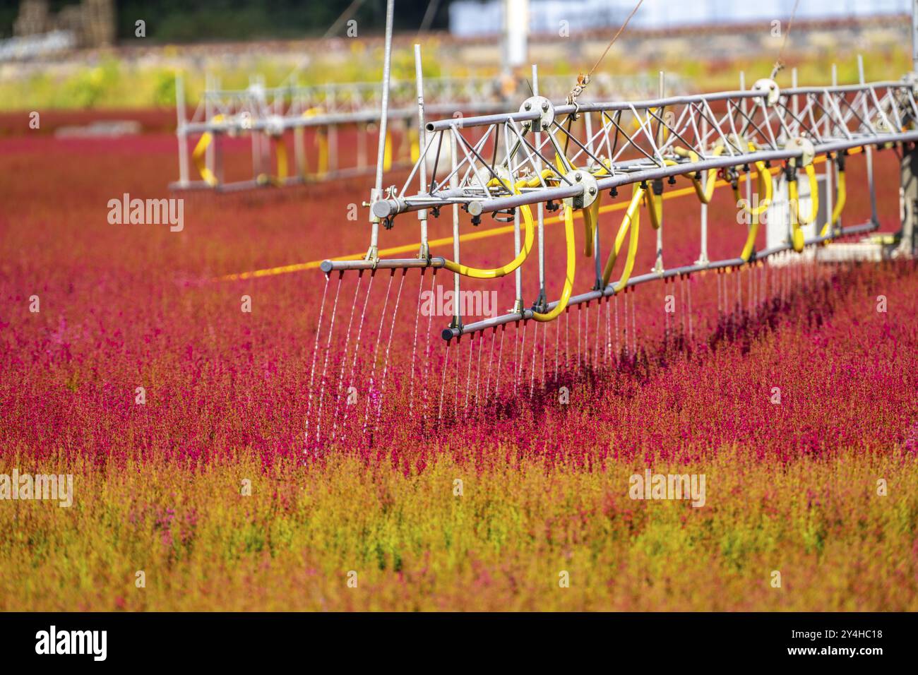Irrigation automatique sur une zone extérieure d'une entreprise horticole, plantes d'automne, plantes de bruyère, bruyère de cloche, près de Kevelaer, Rhénanie-du-Nord-Westphalie Banque D'Images