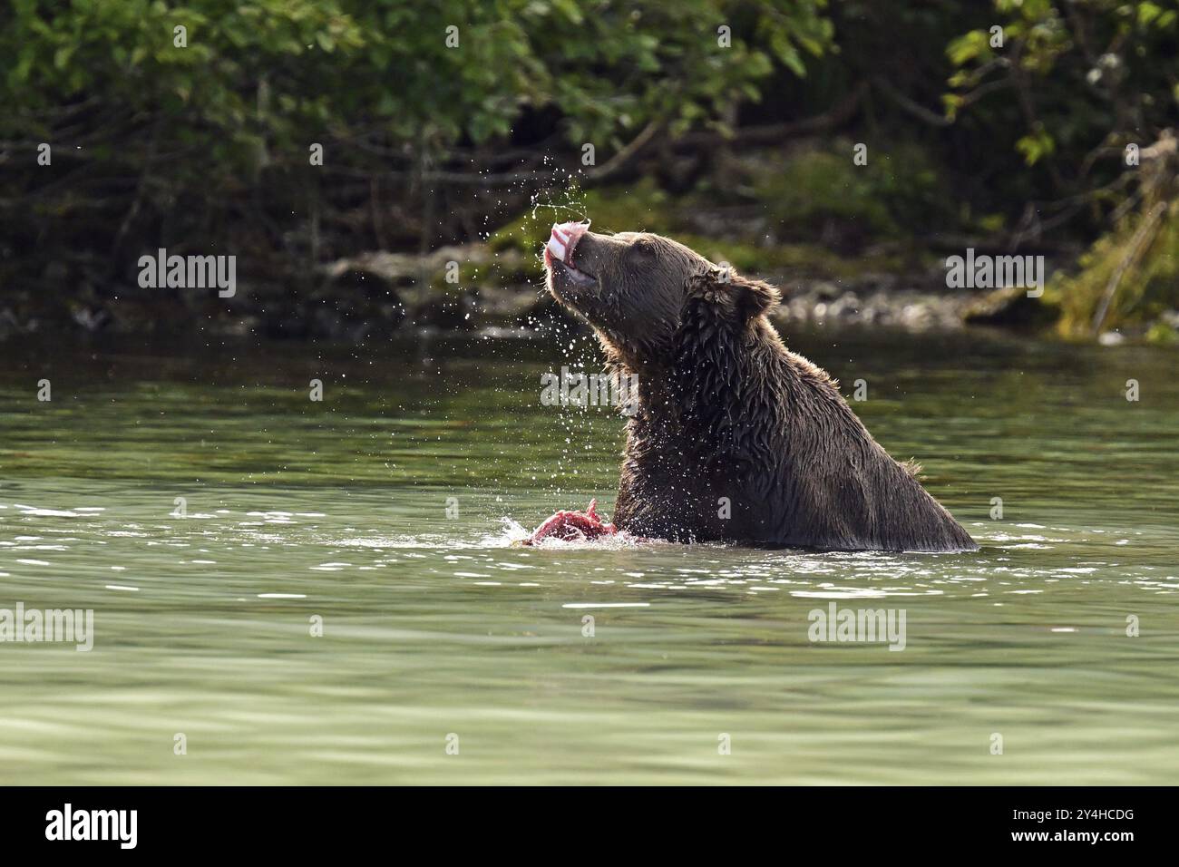 Ours brun (Ursus arctos) mangeant un saumon à bosse, parc national du lac Clark Banque D'Images