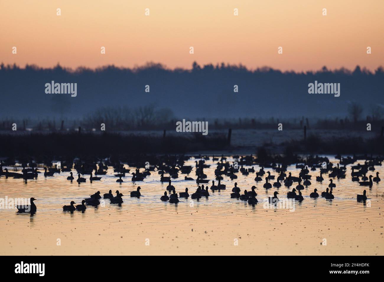 Oie à fronts blancs (Anser albifrons), oies au roost, peu avant le départ, devant le lever du soleil, réserve naturelle de Dingdener Heide, Rhénanie du Nord Banque D'Images