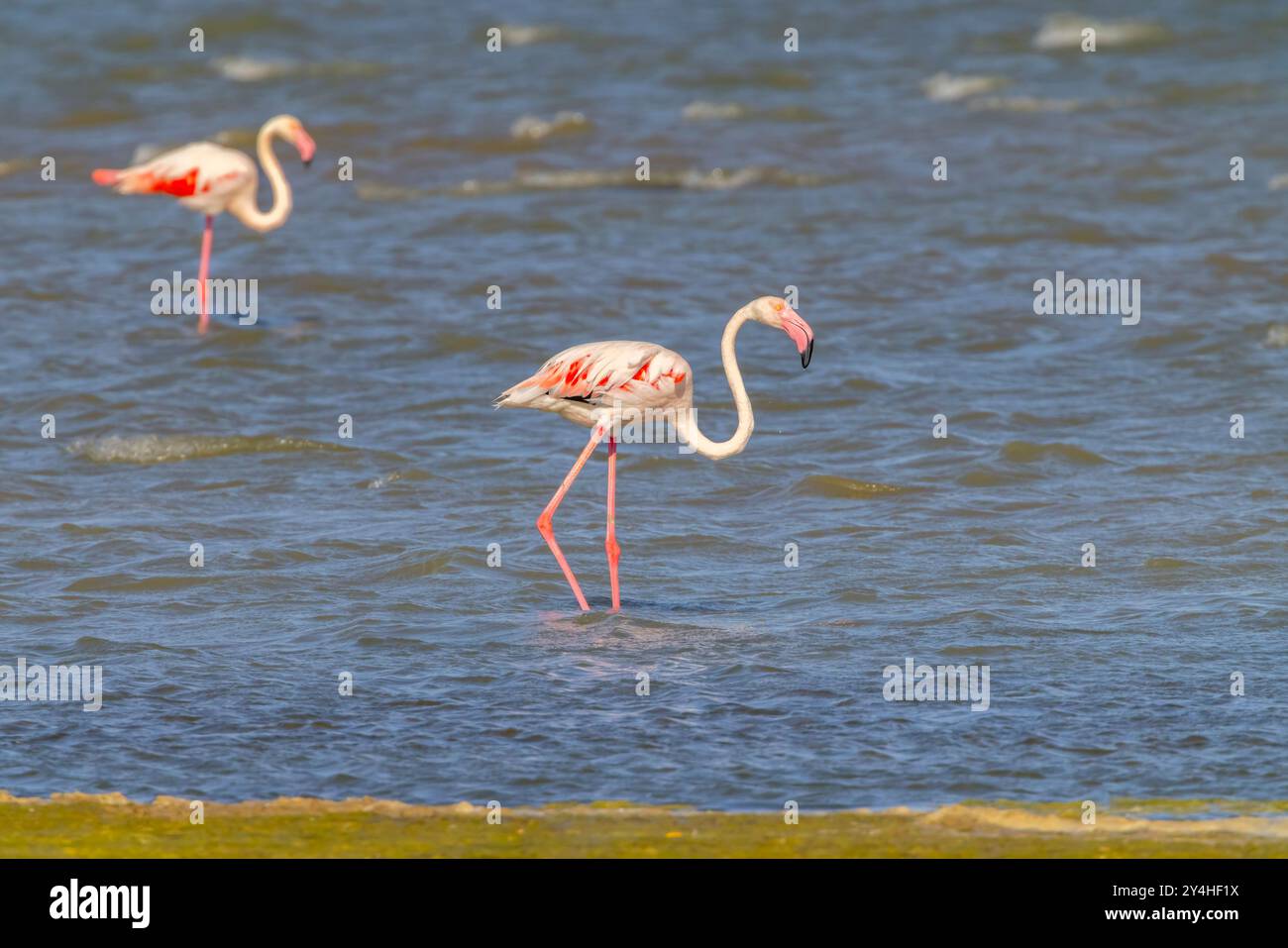 Flamingo au Parc naturel régional de Camargue, Provence, France Banque D'Images