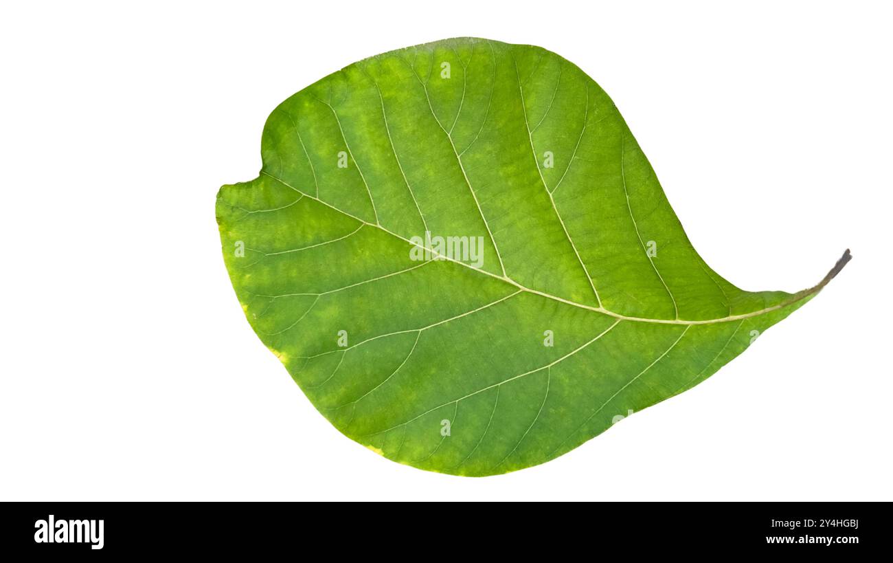 Découpé de feuille de teck sur un fond blanc avec des chemins de détourage. Les veines détaillées et la couleur verte riche des feuilles sont clairement visibles, highlightin Banque D'Images