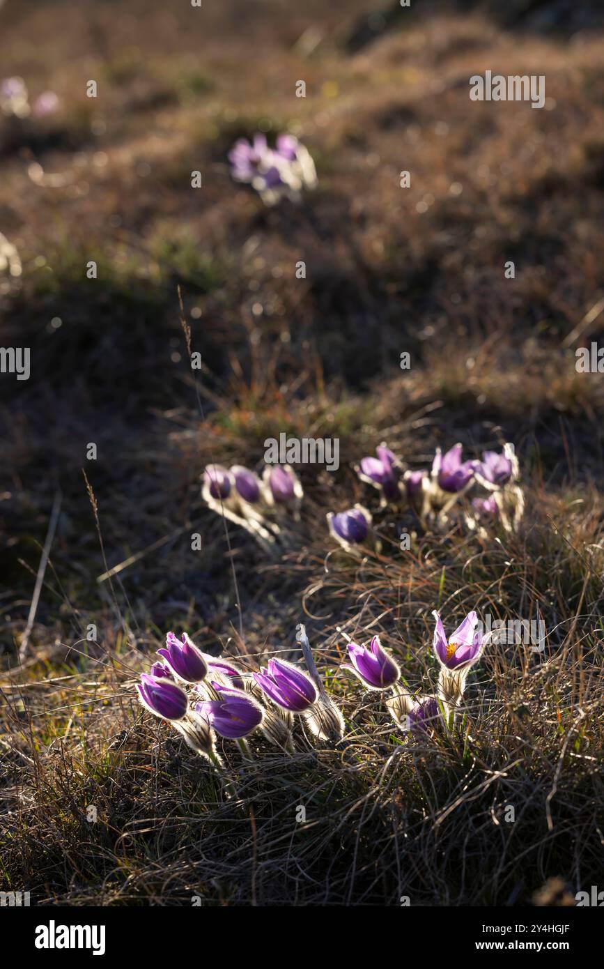 Pasque Flower, Parc National Podyji, Moravie Du Sud, République Tchèque Banque D'Images