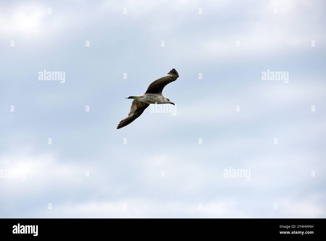 Un grand oiseau blanc aux ailes déployées vole à travers le ciel nuageux Banque D'Images
