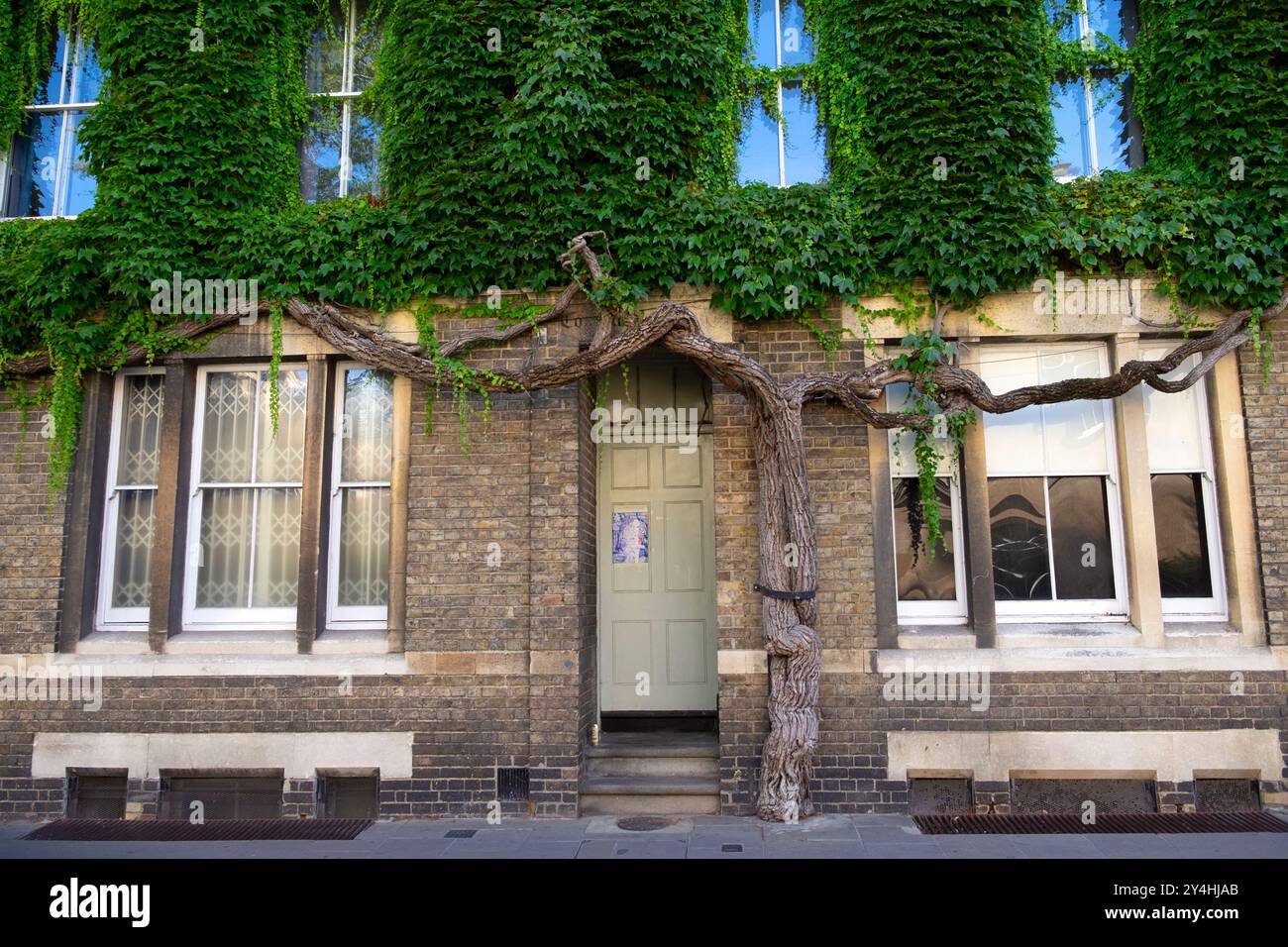 Crampon de Virginie avec de grandes feuilles vertes de racine d'arbre gigantesques poussant sur la façade d'un bâtiment en été août 2024 Oxford Angleterre Royaume-Uni KATHY DEWITT Banque D'Images