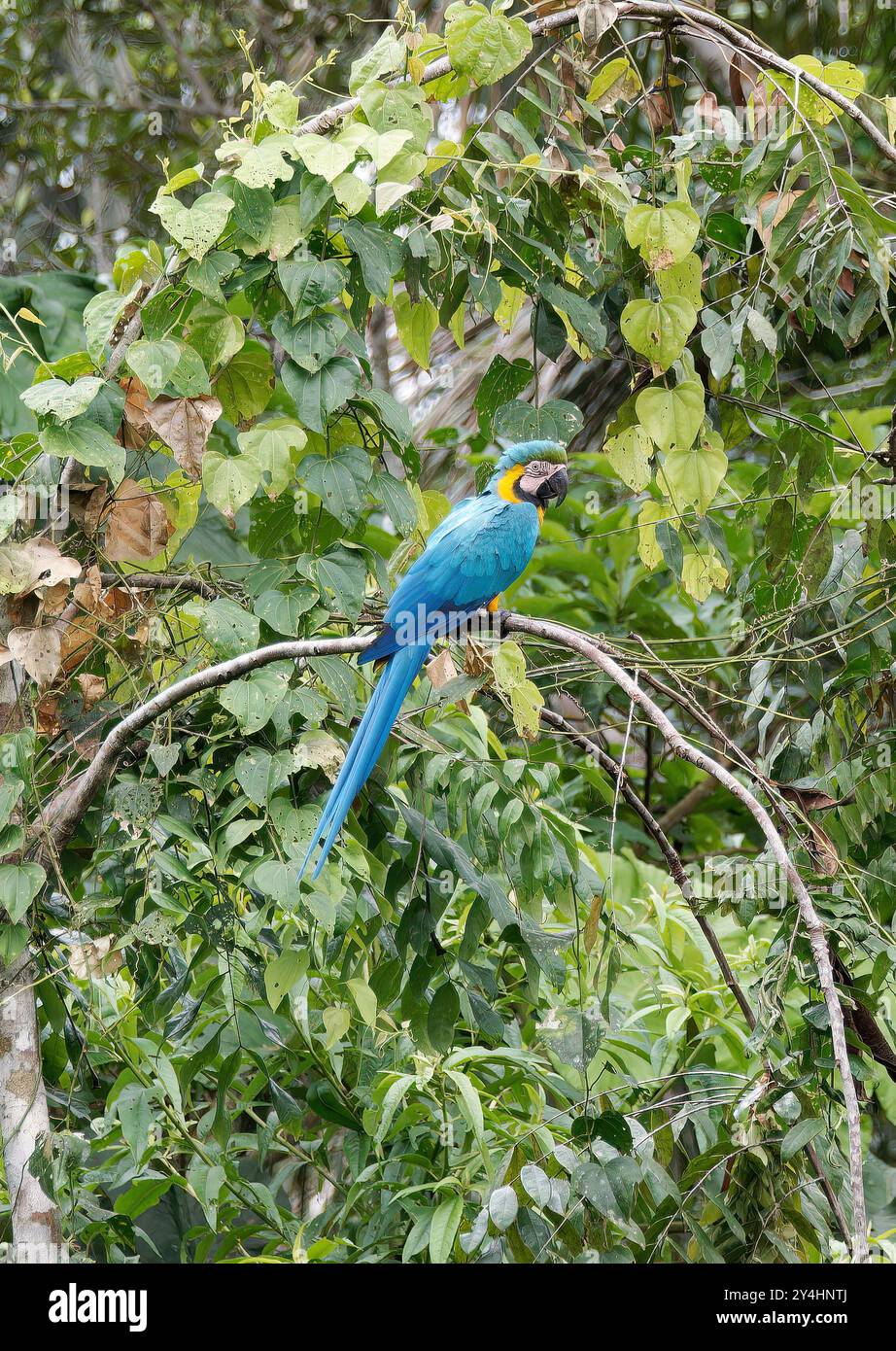 Aras bleu et jaune, Gelbbrustara, Ara bleu, Ara ararauna, sárga-kék ara, parc national de Yasuní, Équateur, Amérique du Sud Banque D'Images