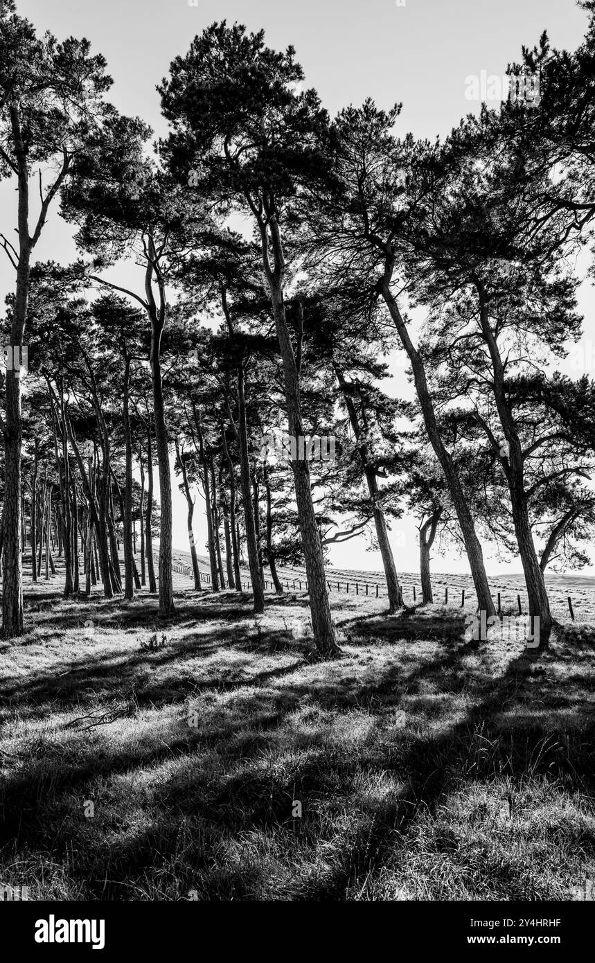 Scène de début d'automne dans le South Lanarkshire, en Écosse Banque D'Images