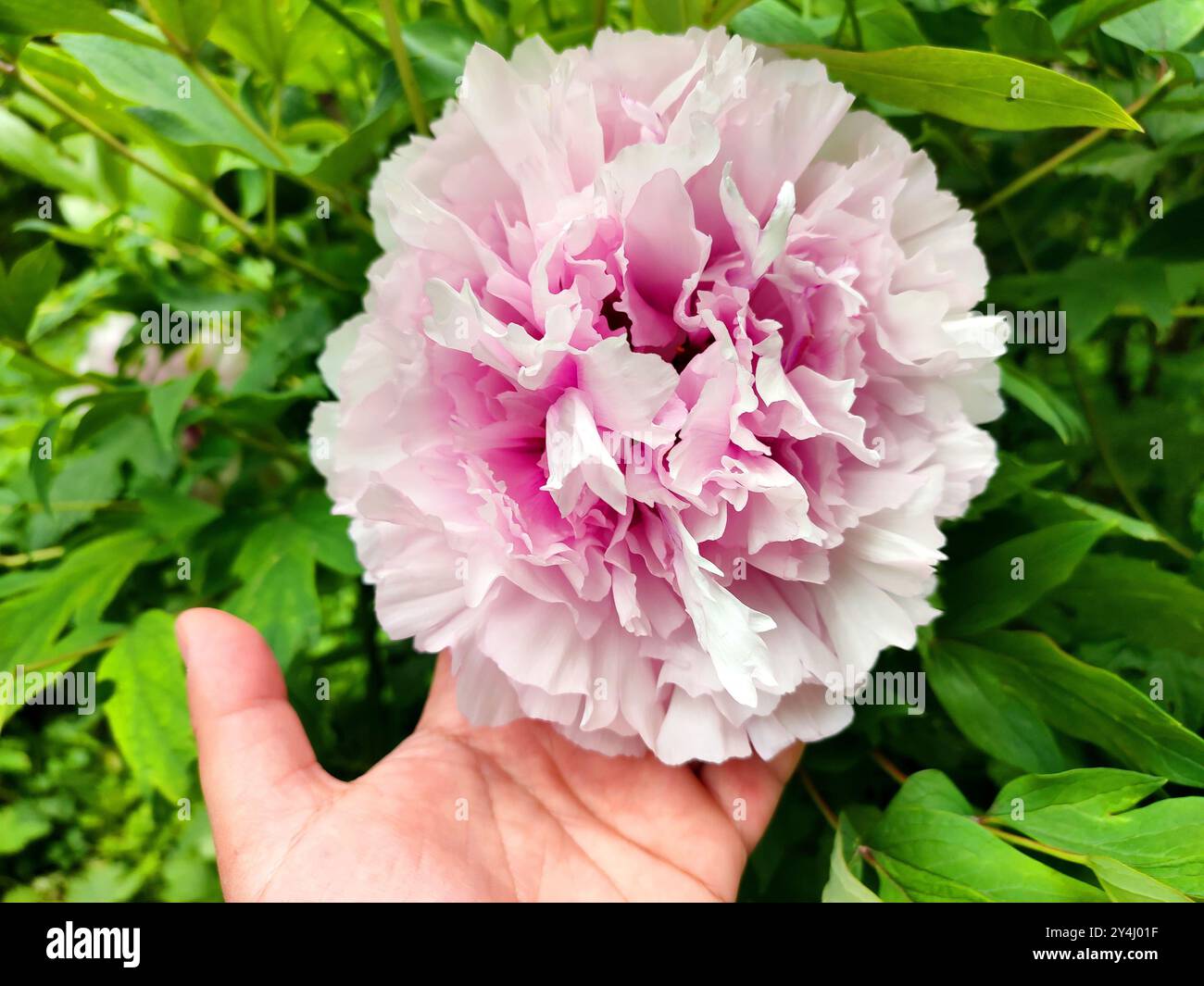 Fleur de pivoine d'arbre. Grande fleur rose blanche avec de nombreux pétales de pivoine variétale. Luxuriante double inflorescence de buisson. Sélection. Elevage de fleurs. Fleur variétale cultivée. Vertical Banque D'Images