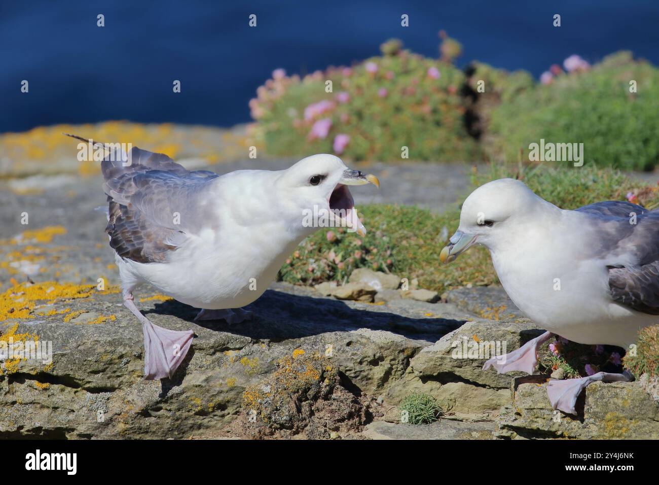 Fulmar bruyant, Fulmarus glacialis, photographié dans les Orcades. Écosse. ROYAUME-UNI Banque D'Images