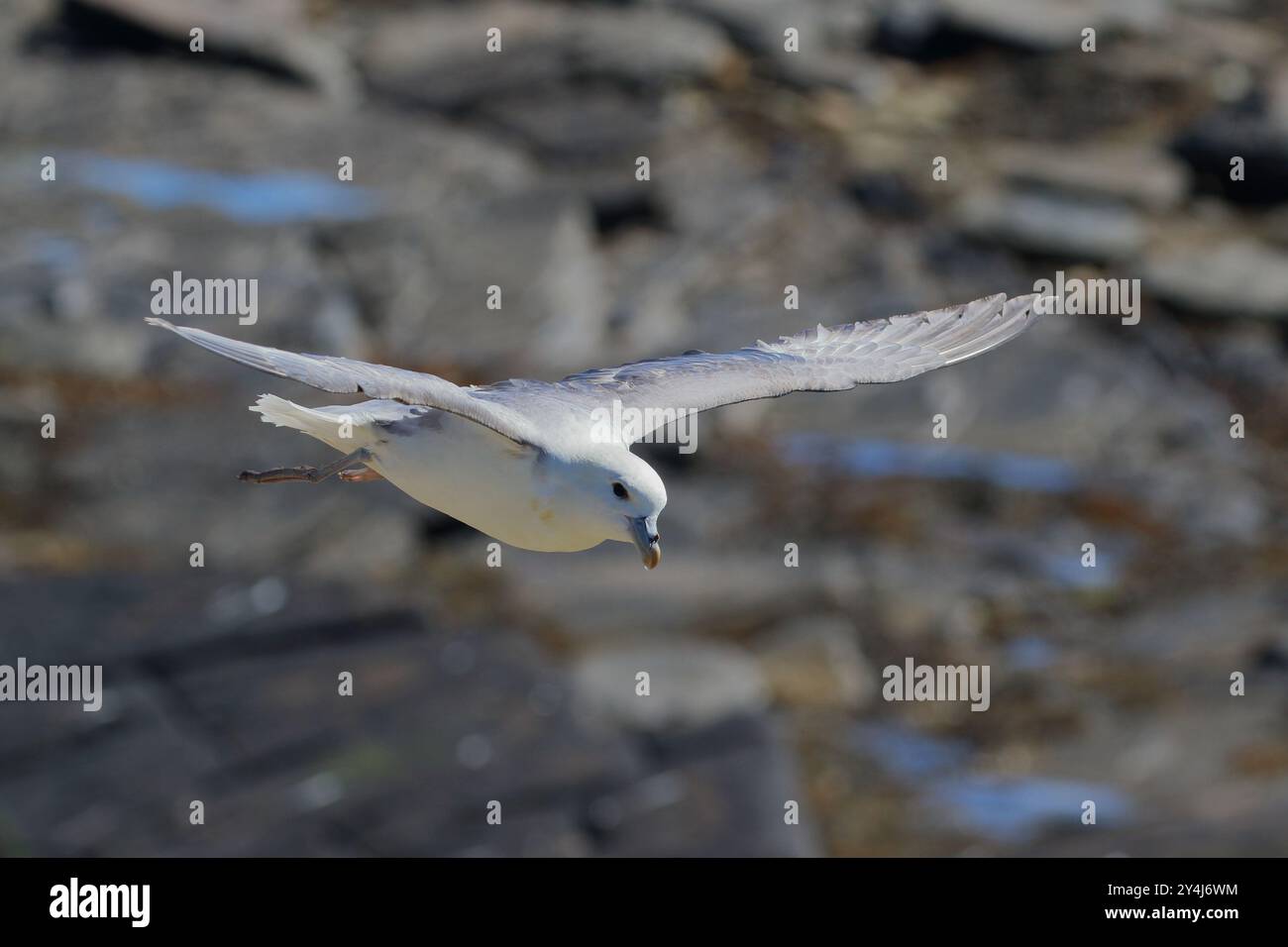 Lié à l'Albatros, le Fulmar, Fulmarus glacialis, photographié en vol sur les Orcades. Écosse. ROYAUME-UNI Banque D'Images