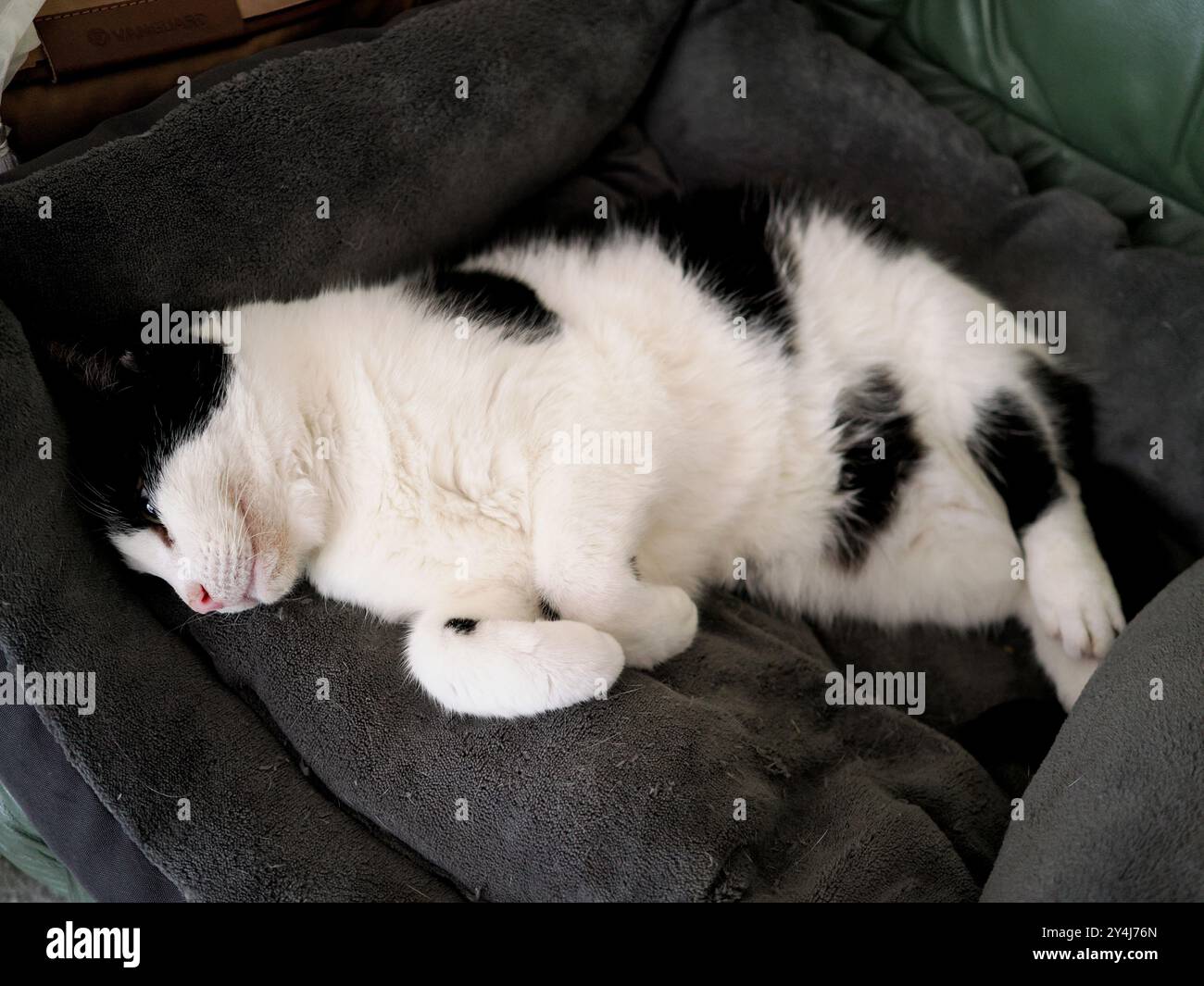 Un chat blanc et noir mignon endormi sur son lit Banque D'Images