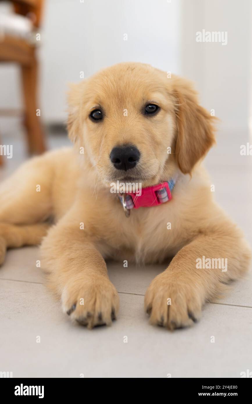 Chiot Golden retriever avec collier rose couché sur le sol, regardant la caméra Banque D'Images