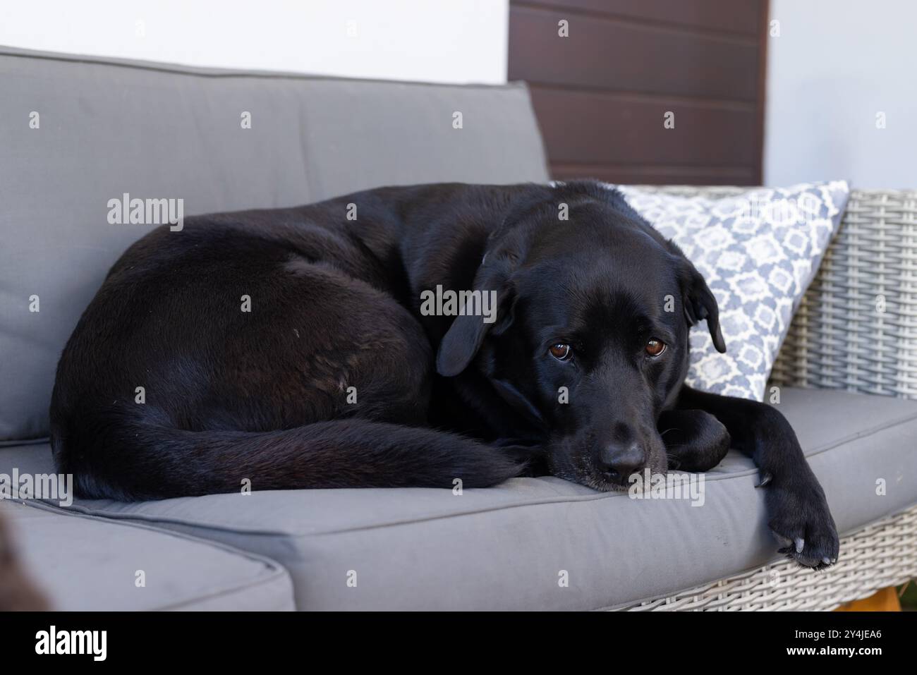 Labrador noir reposant sur un canapé, à l'air détendu et confortable à la maison Banque D'Images