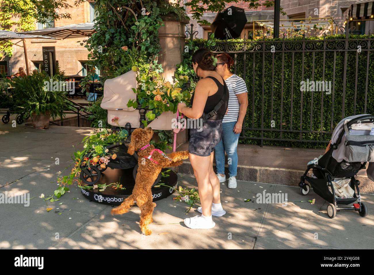 Fleurs gratuites dans une poussette Bugaboo lors de l'activation de la marque Carriage companyÕs devant l'hôtel High Line de Chelsea à New York le vendredi 13 septembre 2024. Le groupe Bugaboo, basé aux pays-Bas, fabrique des poussettes et d'autres produits childrenÕs. (© Richard B. Levine) Banque D'Images