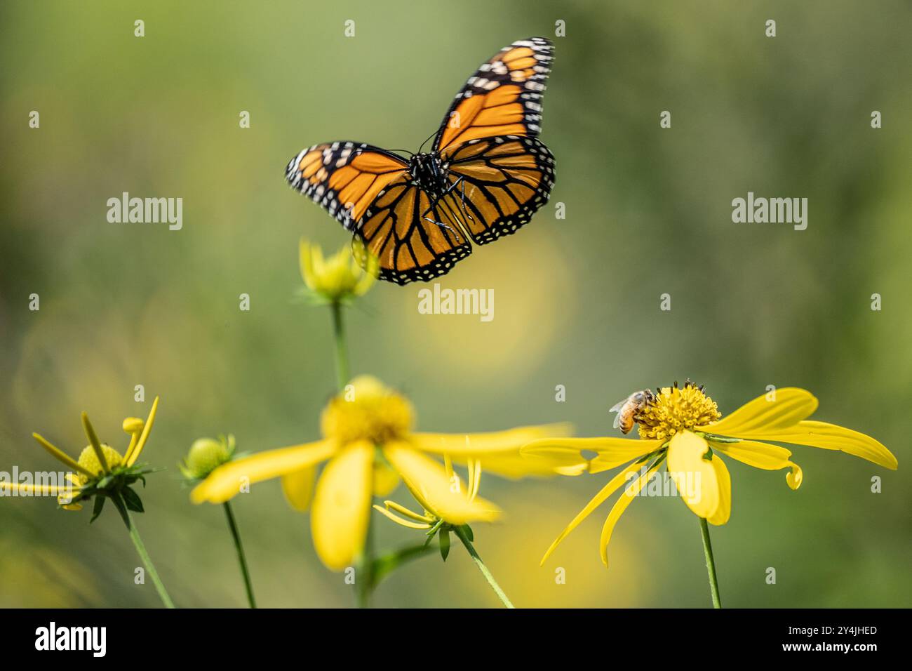 Beau papillon monarque débarquant sur des fleurs sauvages jaunes dans la prairie d'été Banque D'Images