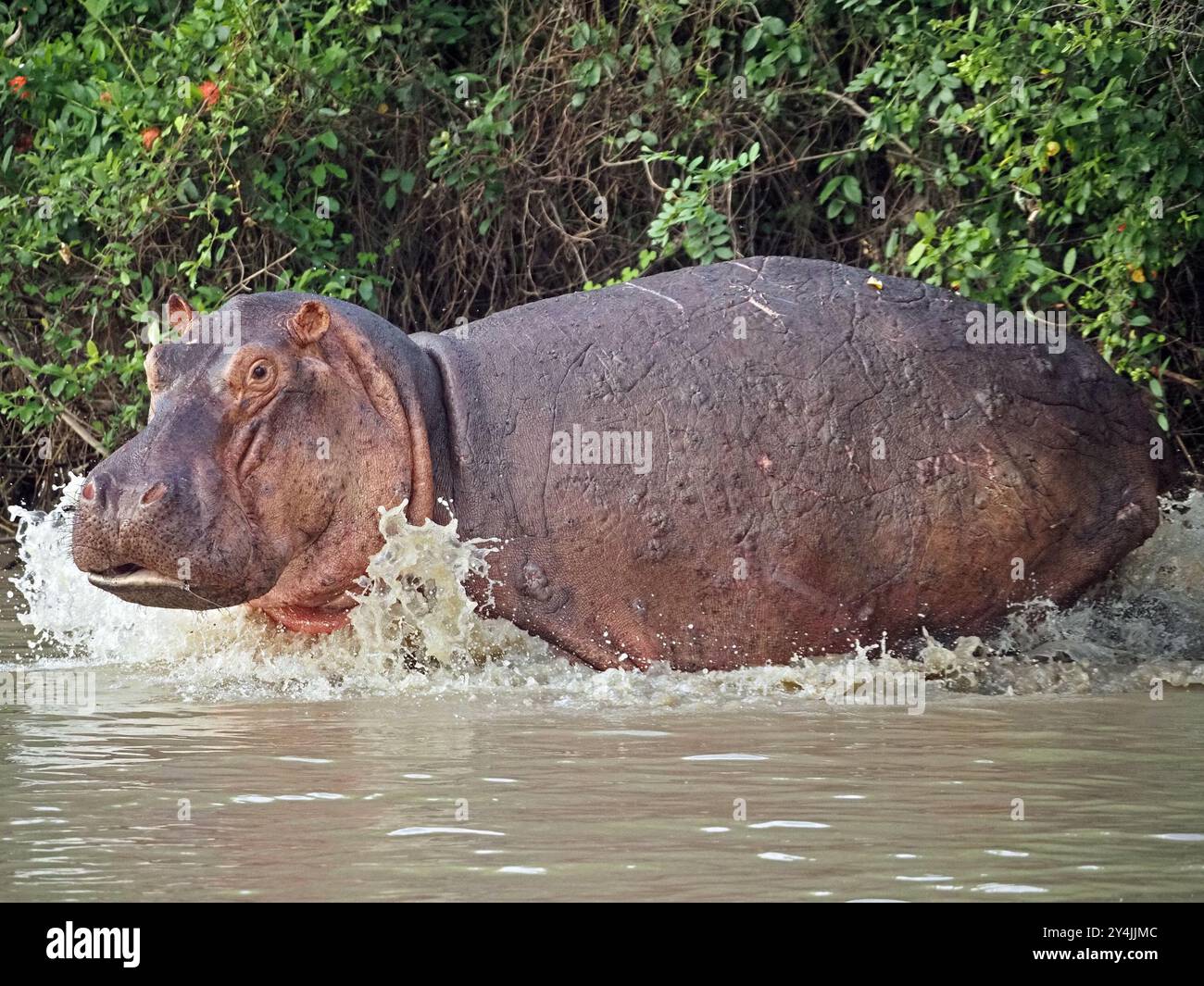 Hippopotame (Hippopotamus amphibius) avec des éclaboussures de museau lorsqu'il coule dans l'eau du lac Manze, parc national de Nyerere, Tanzanie Banque D'Images