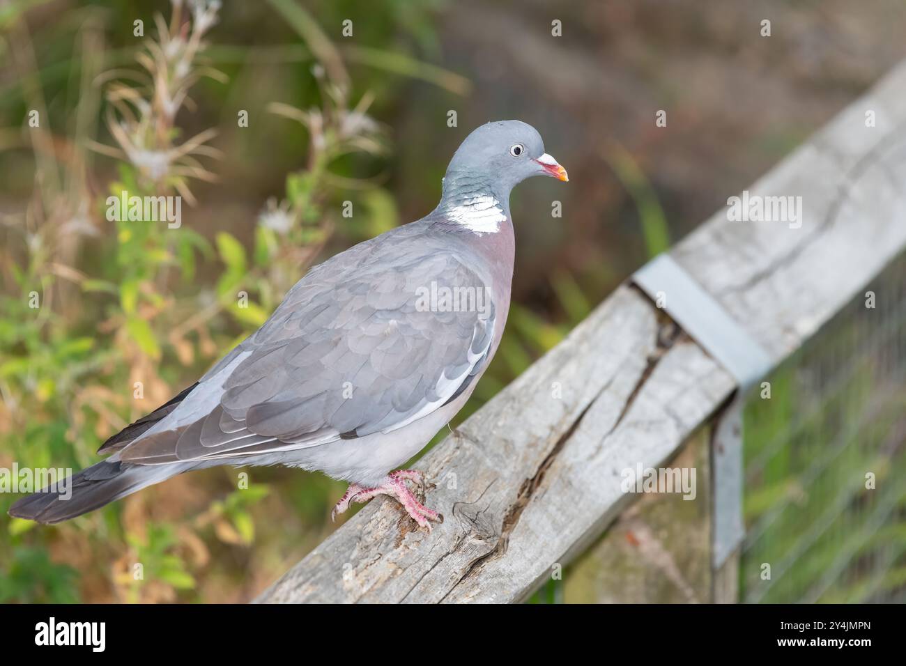 Portrait d'un pigeon de bois (columba palumabus) perché sur une clôture en bois Banque D'Images