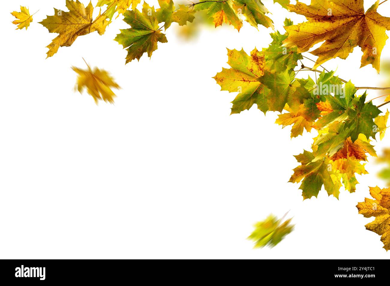 Magnifique feuillage d'automne de l'érable, studio isolé sur fond blanc pur, avec quelques feuilles colorées sur une branche et certains tombant avec flou de mouvement Banque D'Images