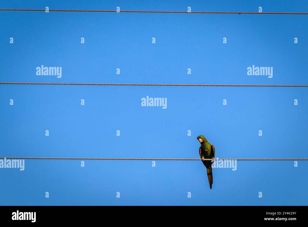 Maritacas ou perroquets brésiliens ont atterri sur un fil à haute tension au Brésil Banque D'Images