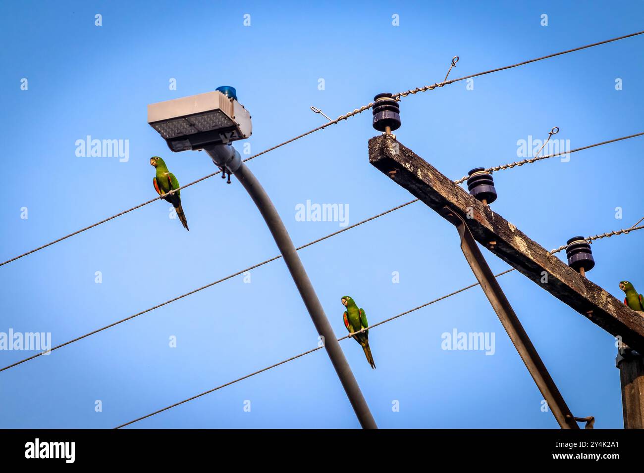 Maritacas ou perroquets brésiliens ont atterri sur un fil à haute tension au Brésil Banque D'Images
