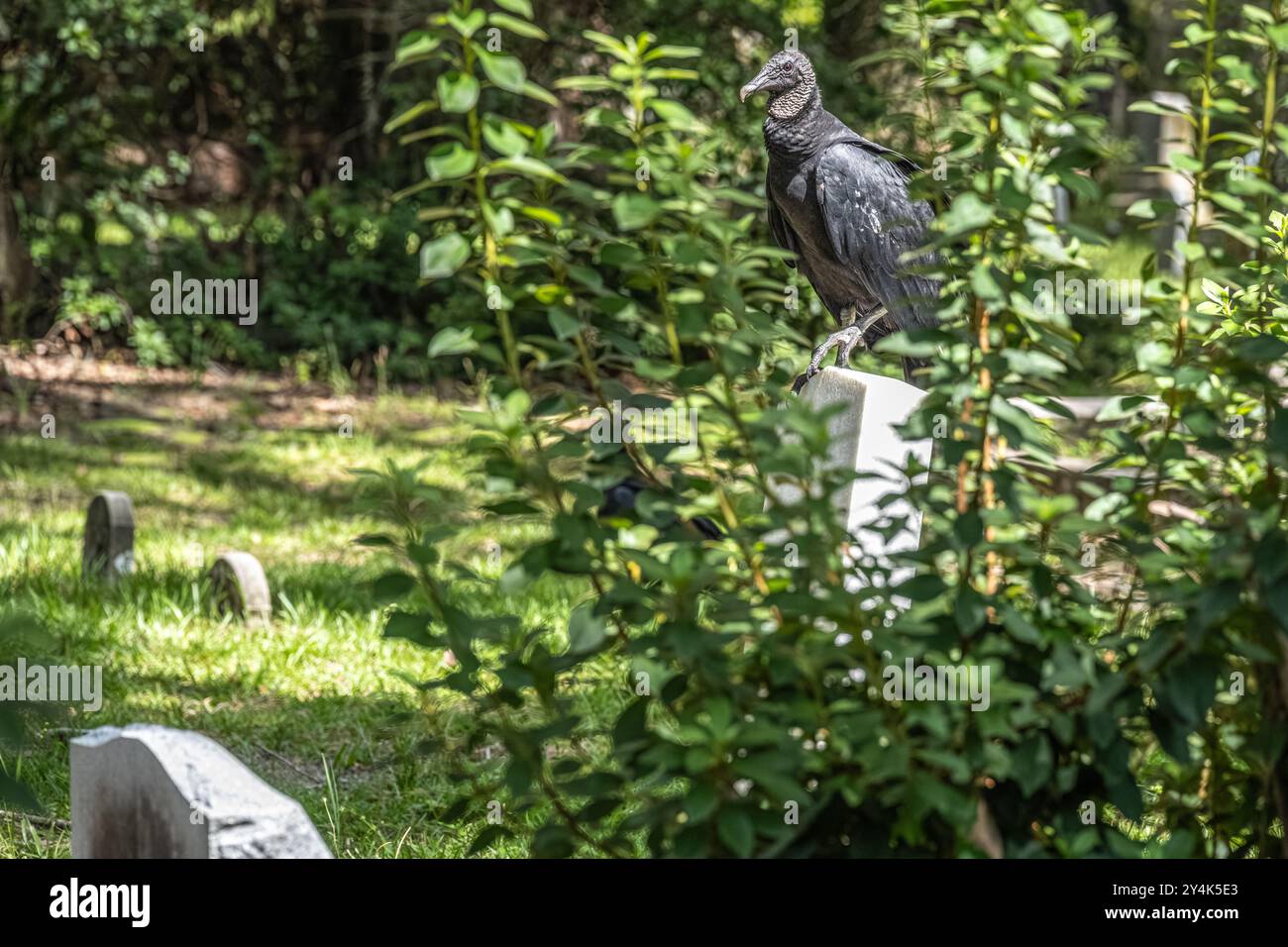Vautours noir perché sur une pierre tombale au cimetière historique de Micanopy à Micanopy, en Floride. (ÉTATS-UNIS) Banque D'Images