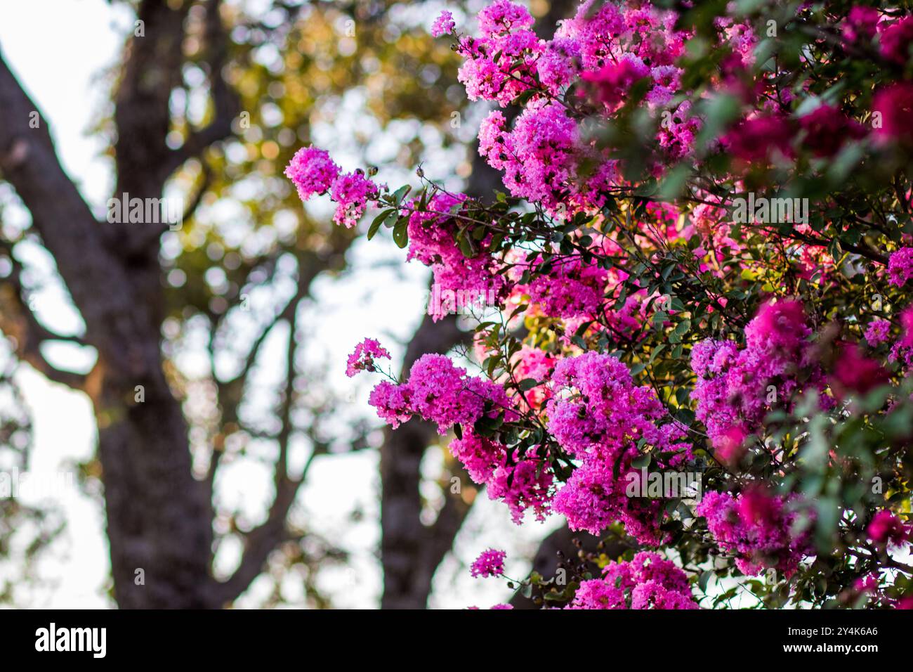 Les fleurs roses éclatantes de l'arbre de myrte crêpe sont mises en évidence sur un fond d'arbres. Banque D'Images