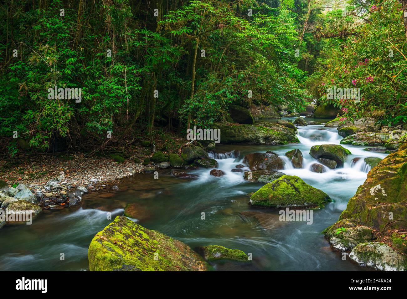 Rivière Savegre à San Gerardo de Dota, Province de San Jose, Costa Rica Banque D'Images