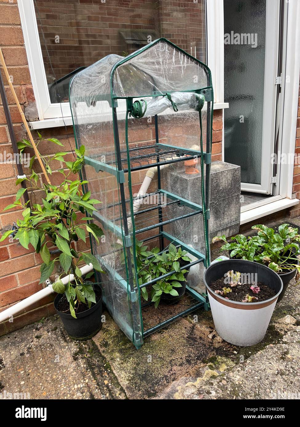 Plante de piment Jalapeno et poivrons poussant dans des récipients près de la maison, l'un dans une serre et l'autre à côté dans un endroit abrité. Banque D'Images