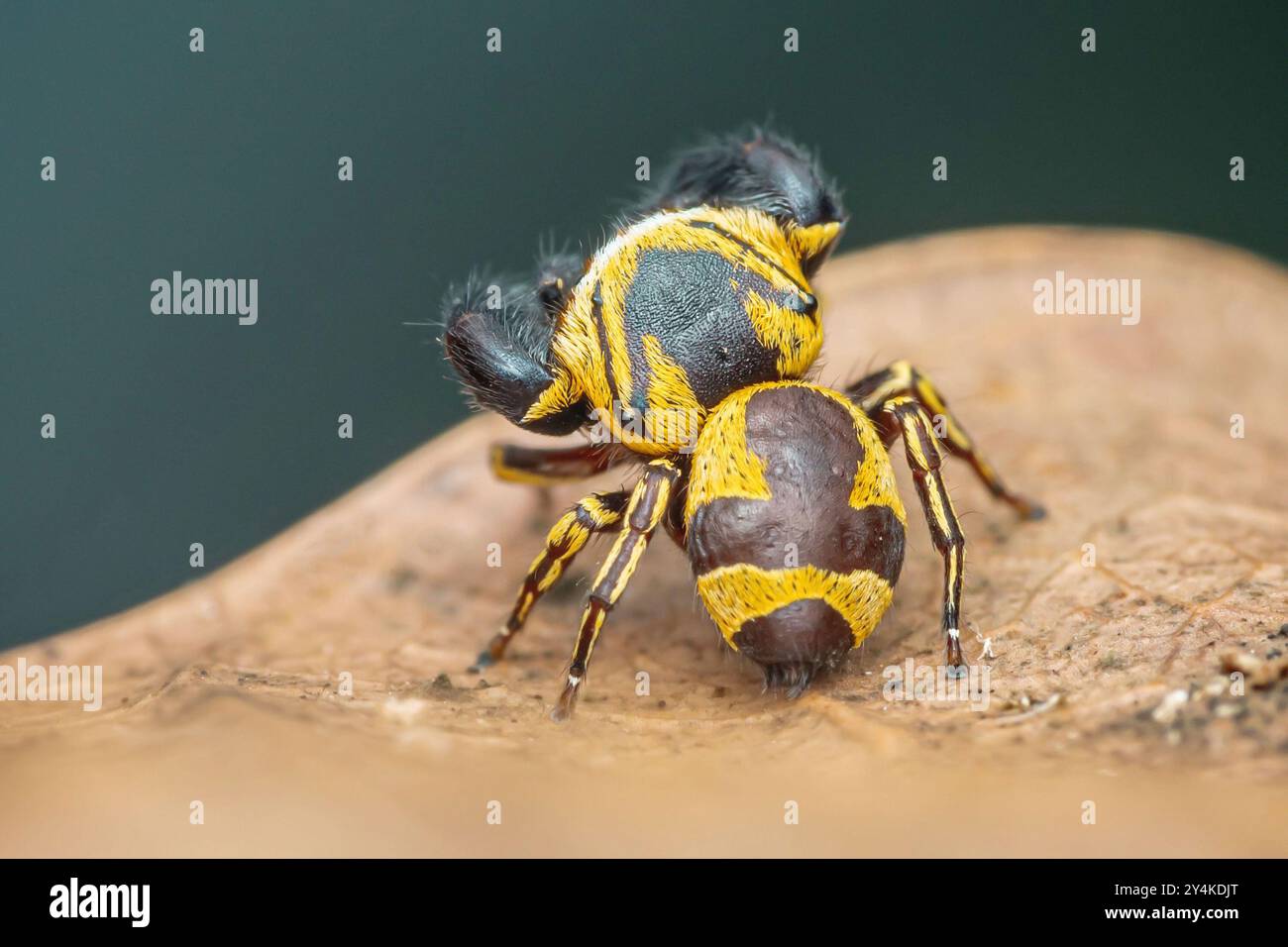 Araignée sautante jaune et noire debout sur une feuille brune avec ses huit pattes et ses grands yeux. Banque D'Images