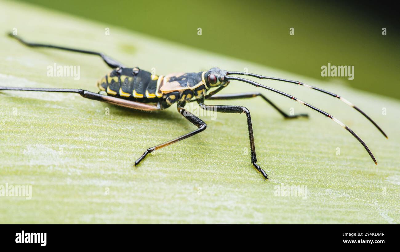 L'insecte à pied de feuille avec de longues pattes noires et des antennes se tient sur une feuille vert vif. Banque D'Images