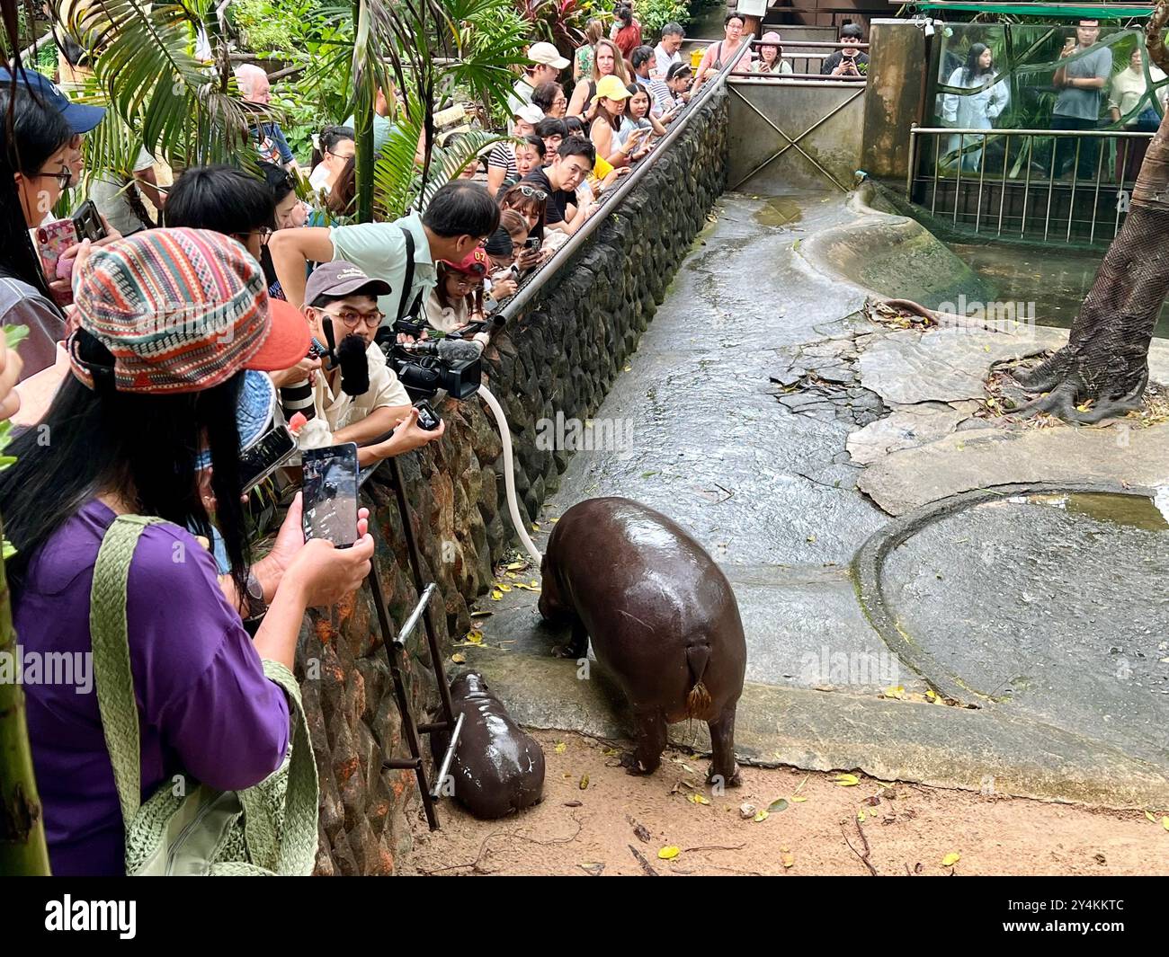 Bang Phra, Thaïlande. 18 septembre 2024. De nombreux visiteurs tentent d'apercevoir l'hippopotame pygmée Moo Deng, âgé de deux mois, au zoo ouvert de Khao Kheow. La fille hippopotame mignonne est devenue une sensation d'Internet en Thaïlande et dans d'autres pays asiatiques en raison de ses visages drôles. Le nombre de visiteurs du zoo a doublé depuis sa naissance en juillet. Crédit : Carola Frentzen/dpa/Alamy Live News Banque D'Images