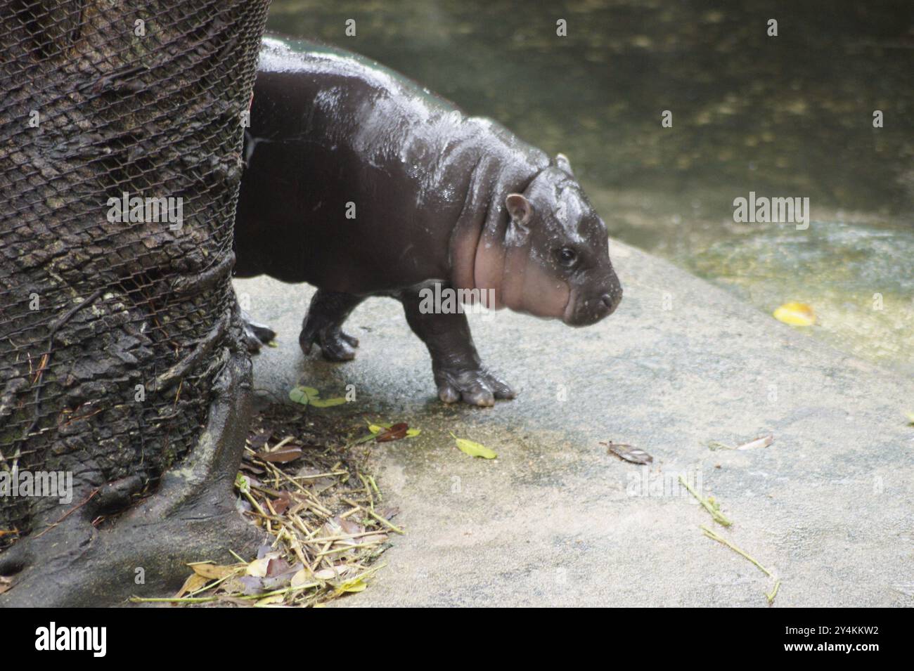 Bang Phra, Thaïlande. 18 septembre 2024. Moo Deng, un hippopotame pygmée de deux mois, est vu dans un enclos au zoo ouvert de Khao Kheow. Le mignon petit hippopotame est devenu une sensation sur Internet en Thaïlande et dans d'autres pays asiatiques. Le nombre de visiteurs du zoo a doublé depuis sa naissance en juillet. Crédit : Carola Frentzen/dpa/Alamy Live News Banque D'Images