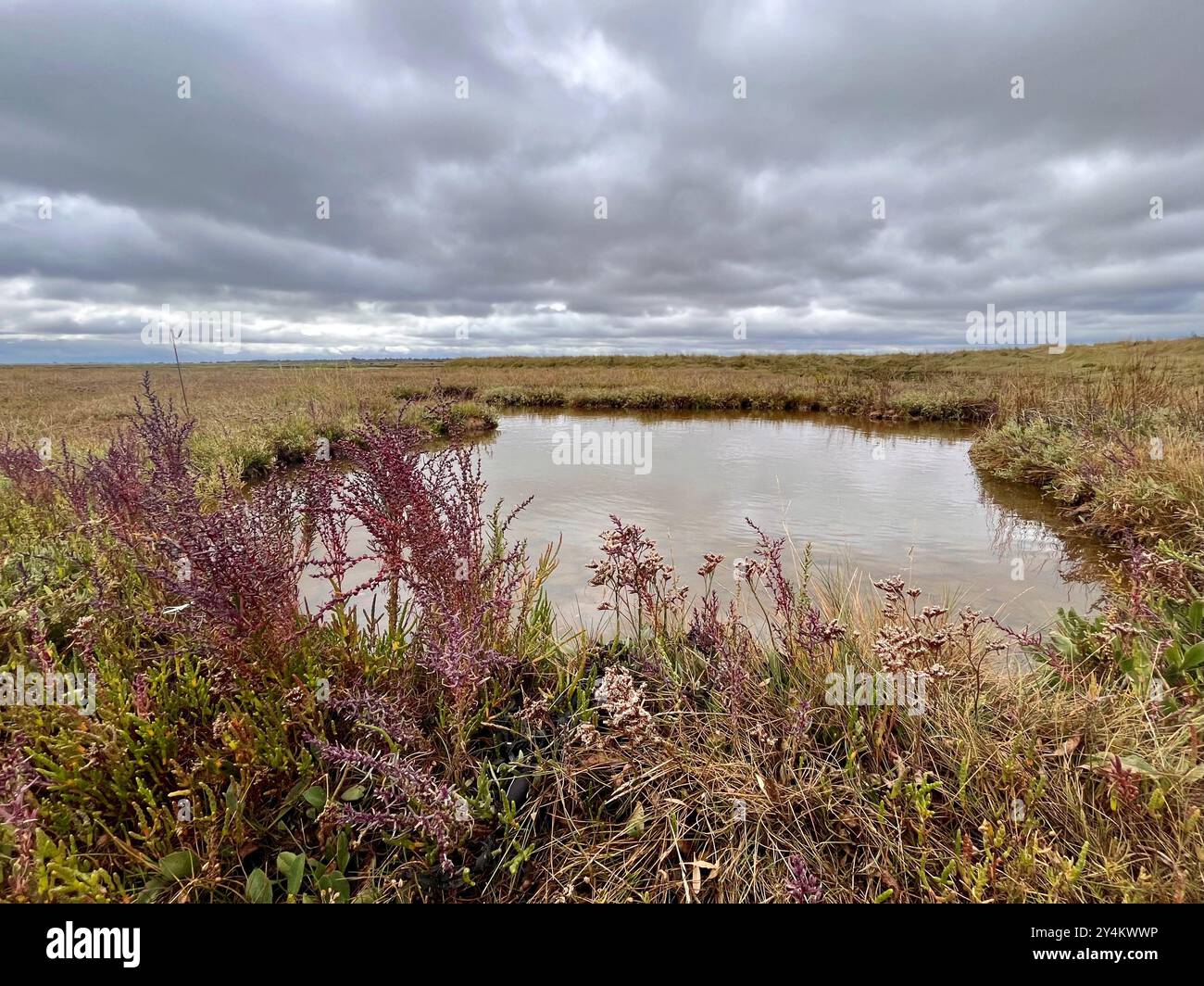 Photo inédite du marais salé à Abbotts Hall dans l'Essex. Les défenseurs de l'environnement mettent en garde contre la nécessité d'agir pour protéger et restaurer les marais salants, dans le cadre des efforts visant à stocker le carbone et à faire face à la crise climatique et naturelle. Alors qu'un rapport unique en son genre a souligné que la grande majorité du carbone stocké dans les mers du Royaume-Uni se trouve dans les sédiments des fonds marins, il a également montré le rôle des habitats côtiers tels que les marais salants dans le stockage du carbone. Date d'émission : jeudi 19 septembre 2024. Banque D'Images