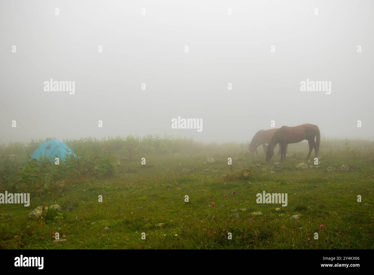 Cheval dans la vallée en Géorgie Banque D'Images