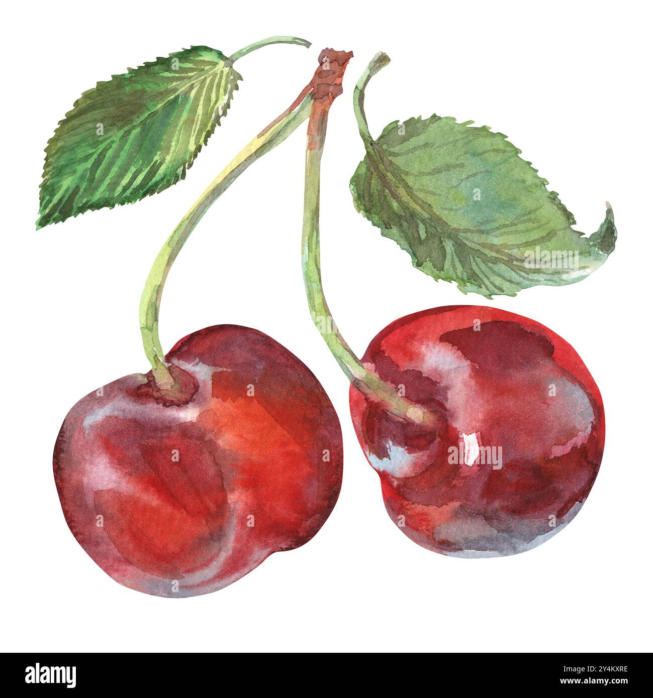Cerise avec des feuilles à l'aquarelle dessinée à la main. Baie rouge mûre sur un bouquet de cerises. Deux cerises sont peintes très brillamment et avec des couleurs riches. C'est le cas Banque D'Images