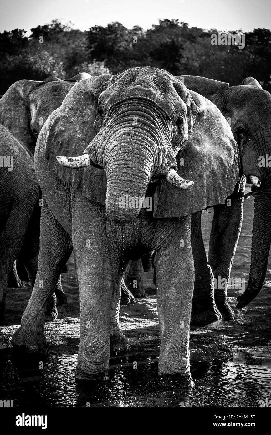 Une photo en noir et blanc d'un éléphant buvant de l'eau dans l'Okavango en regardant la lunette. Banque D'Images