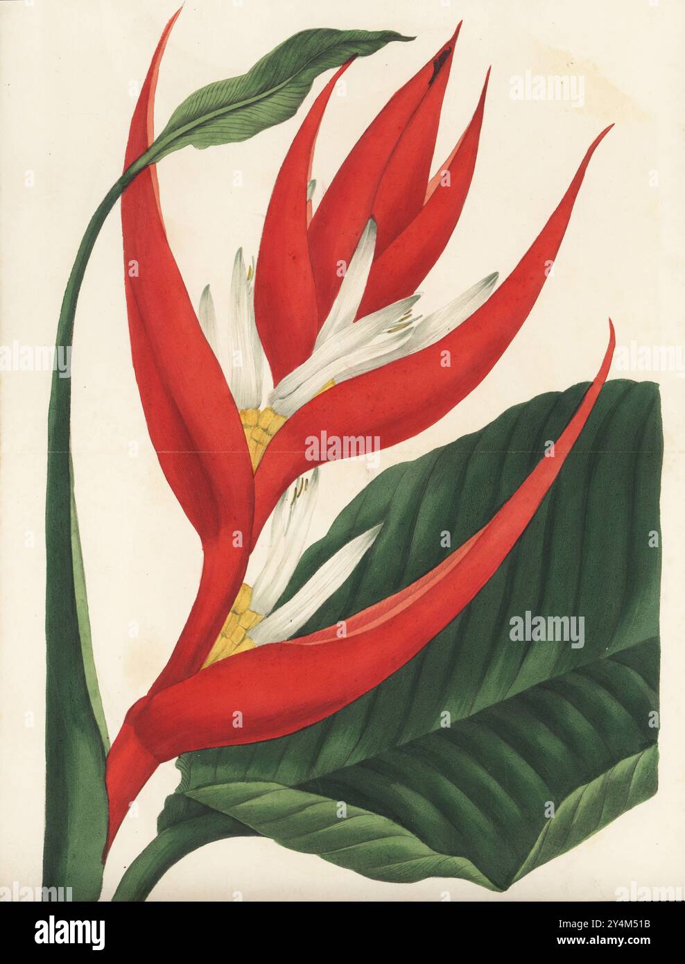 Griffes de homard, bec toucan, plantain sauvage ou fausse plante oiseau de paradis, Heliconia farinosa. Heliconia brésilienne, Heliconia brasiliensis. Originaire du Brésil, élevé par le jardinier botanique Joseph Cooper à Wentworth Woodhouse. Gravure colorée à la main par Frederick William Smith d’après une illustration botanique de Samuel Holden tirée du magazine Joseph Paxton’s Magazine of Botany, et Register of Flowering plants, volume 3, W.S. Orr, Londres, 1837. Banque D'Images Griffes de homard, bec toucan, plantain sauvage ou fausse plante oiseau de paradis, Heliconia farinosa. Heliconia brésilienne, Heliconia brasiliensis. Originaire du Brésil, élevé par le jardinier botanique Joseph Cooper à Wentworth Woodhouse. Gravure colorée à la main par Frederick William Smith d’après une illustration botanique de Samuel Holden tirée du magazine Joseph Paxton’s Magazine of Botany, et Register of Flowering plants, volume 3, W.S. Orr, Londres, 1837. Banque D'Images