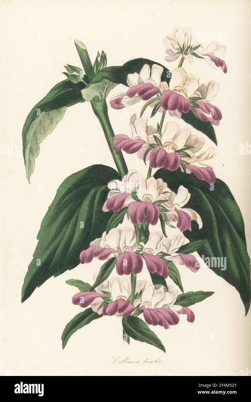 Maisons chinoises violettes ou innocence, Collinsia heterophylla. Collinsia bicolore, Collinsia bicolor. Originaire de Californie, trouvé par le chasseur de plantes écossais David Douglas. Nommé en l'honneur du botaniste Zaccheus Collins de Philadelphie. Gravure colorée à la main par Frederick William Smith d’après une illustration botanique de Samuel Holden tirée du magazine Joseph Paxton’s Magazine of Botany, et Register of Flowering plants, volume 3, W.S. Orr, Londres, 1837. Banque D'Images