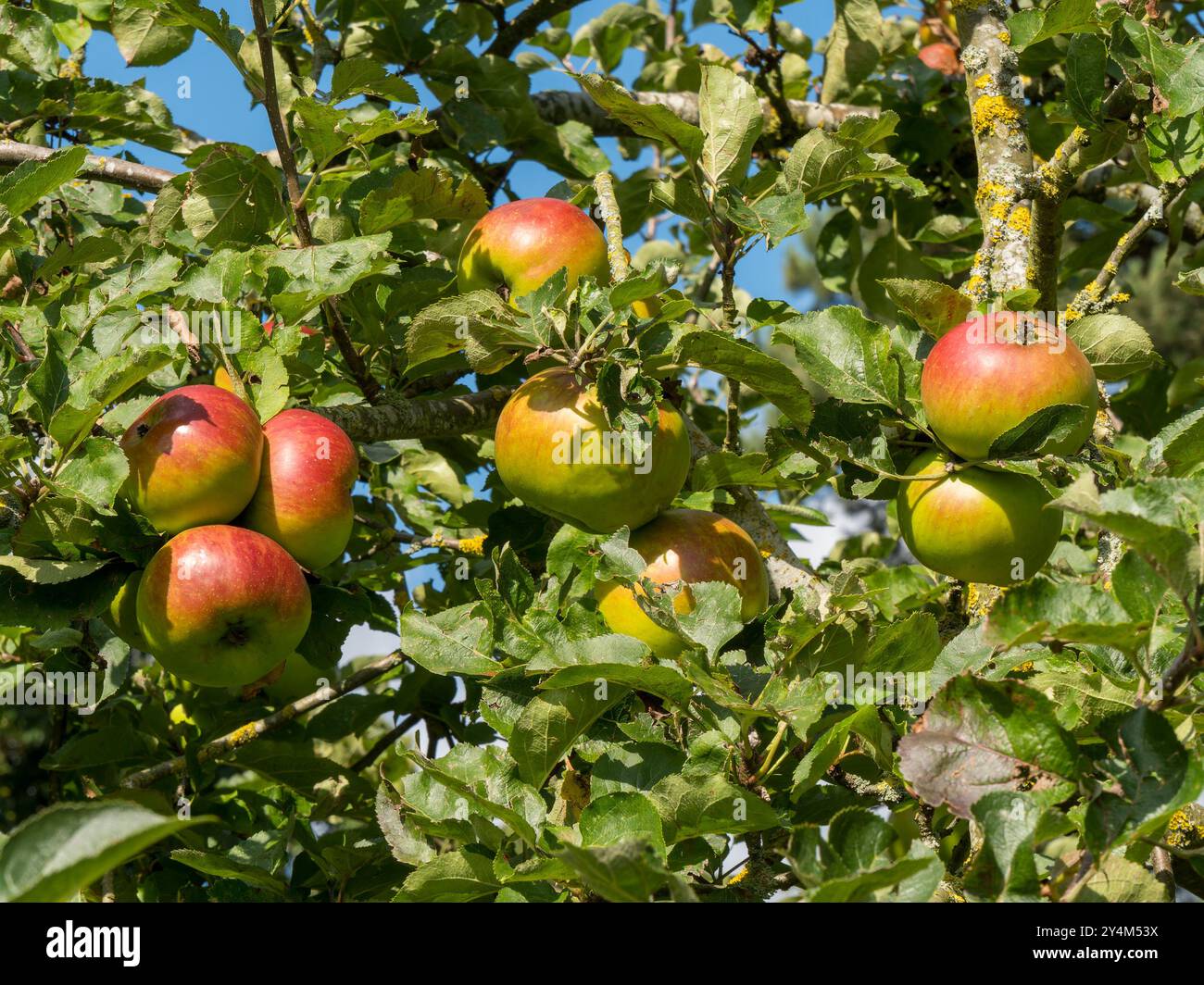 Malus domestica 'Bramley's Seedling' cuisine / pommes culinaires poussant / mûrissant sur un pommier en septembre, Angleterre, Royaume-Uni Banque D'Images