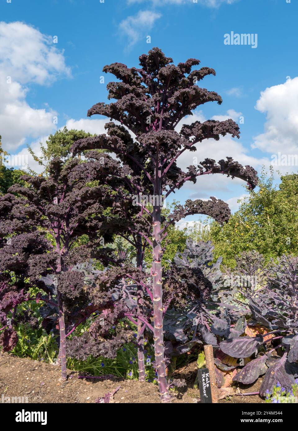 Hautes tiges de Kale Redbor (borecole / Brassica oleracea) poussant dans le potager du Derbyshire potager contre le ciel bleu en septembre, Angleterre, Royaume-Uni. Banque D'Images