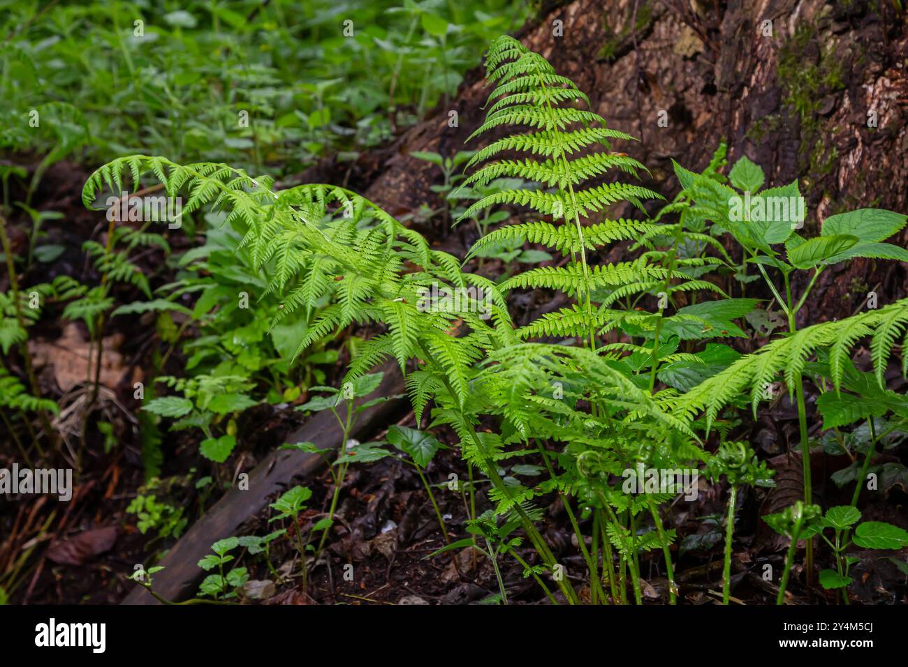 Dryopteris dilatata, ou large fougère-boulier, est une fougère robuste aux frondes vert foncé finement divisées. Il prospère dans l'ombre et le sol humide, ajoutant te luxuriant Banque D'Images