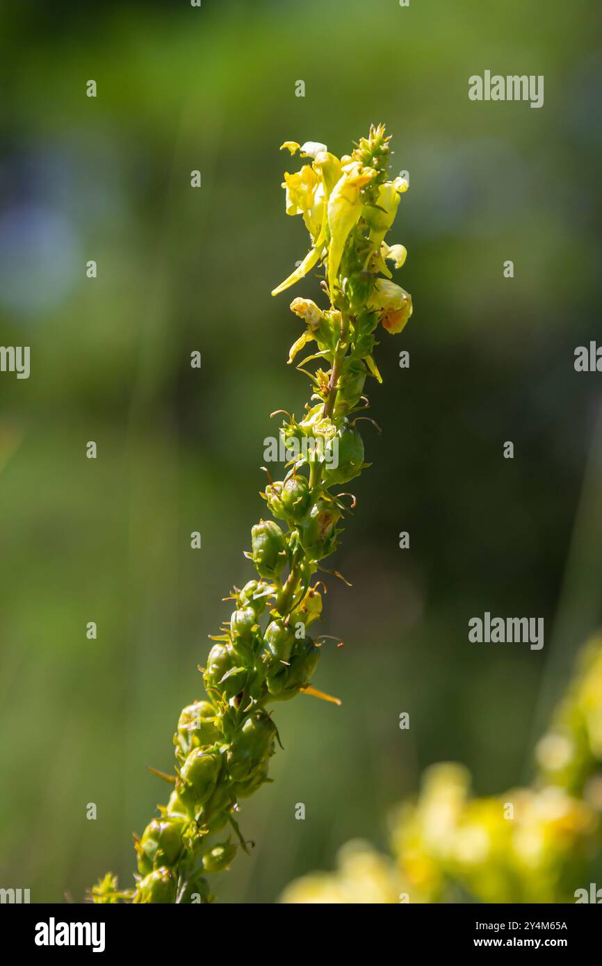 La graine de lin ou sauvage snapdragon Linaria vulgaris est une herbe médicinale. Inflorescence des fleurs sauvages. Banque D'Images