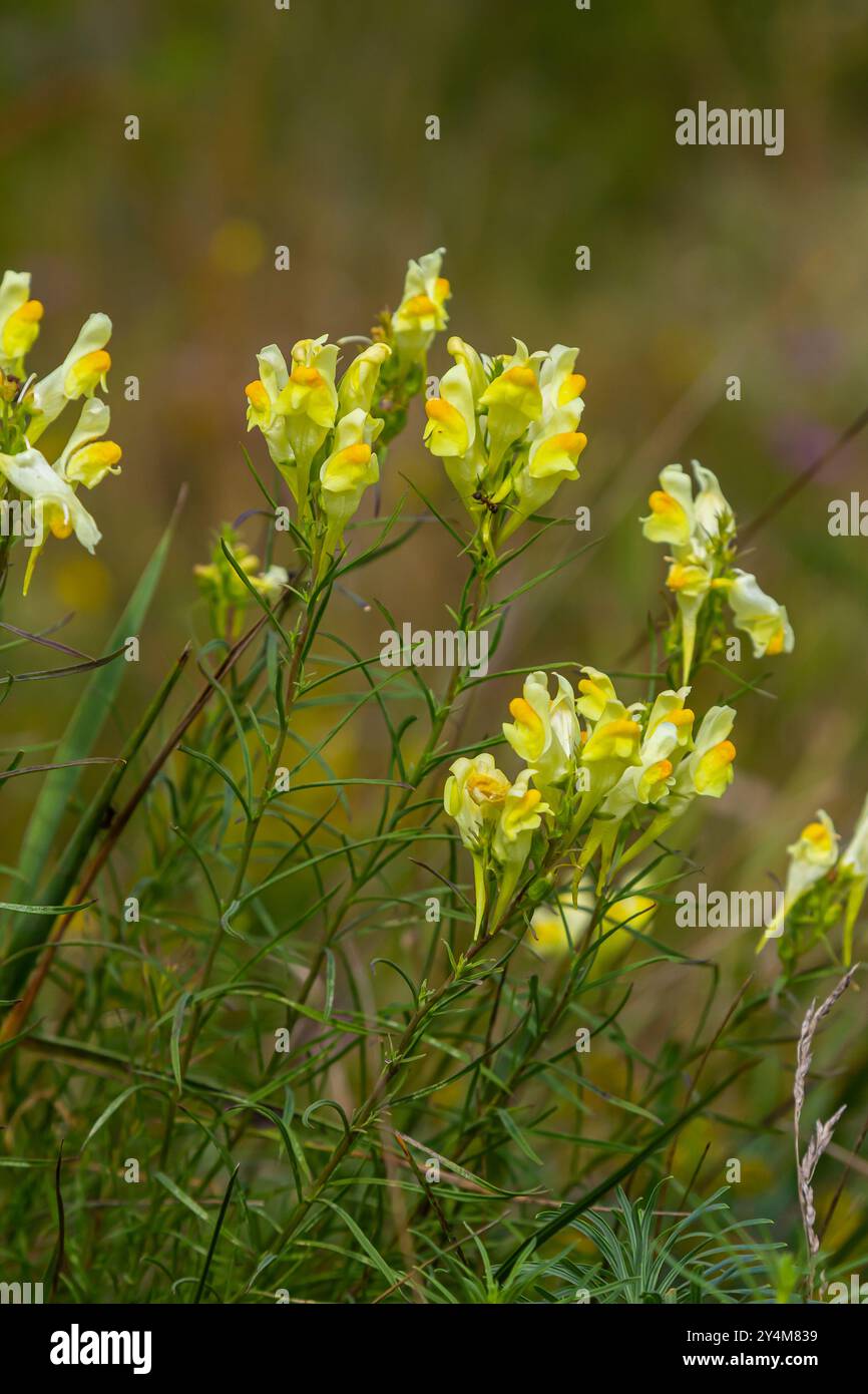 La graine de lin ou sauvage snapdragon Linaria vulgaris est une herbe médicinale. Inflorescence des fleurs sauvages. Banque D'Images