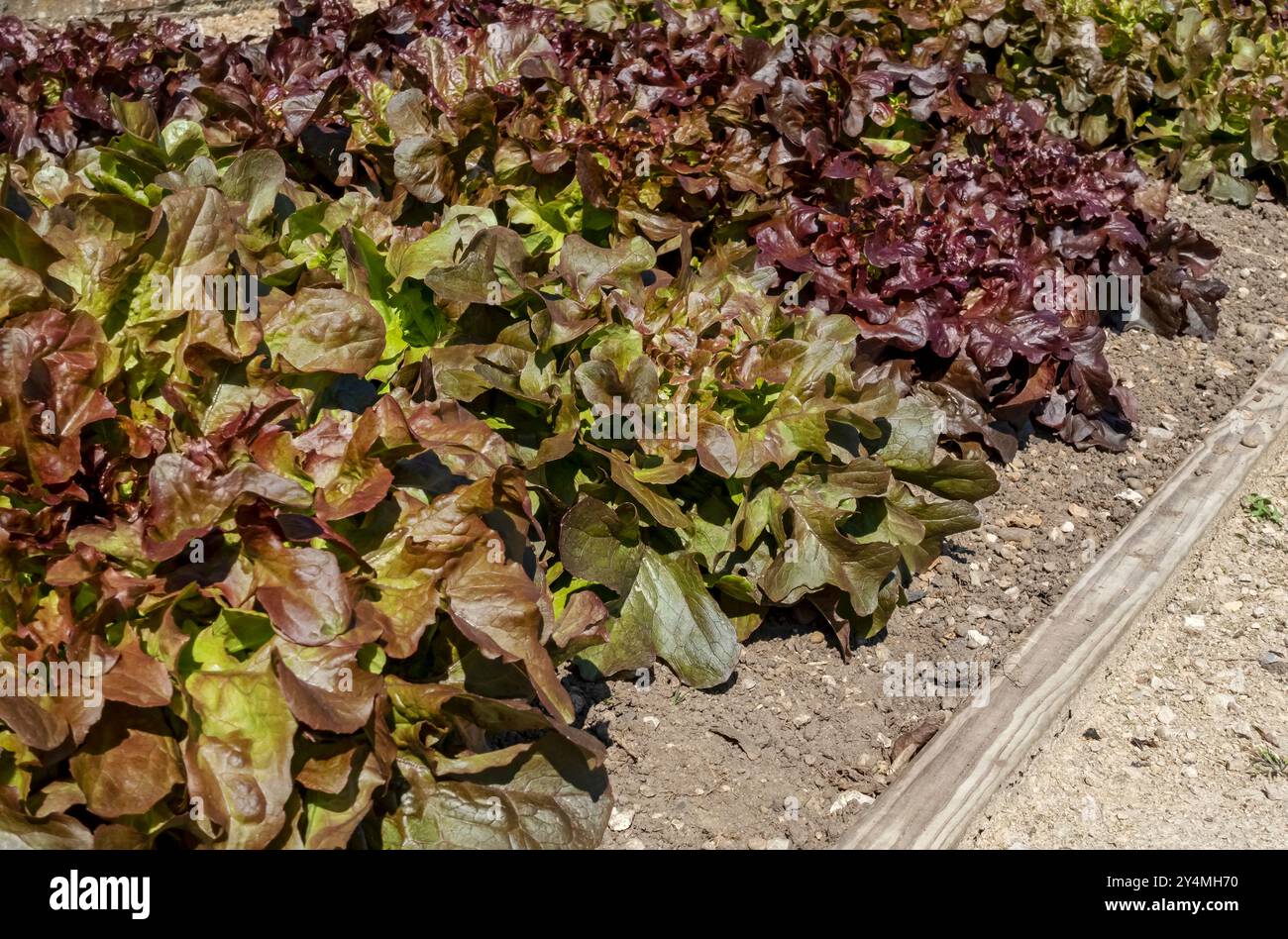 Rangées de salade de laitue mélangées feuilles de salade poussant dans un potager en été Angleterre Royaume-Uni GB Grande-Bretagne Banque D'Images