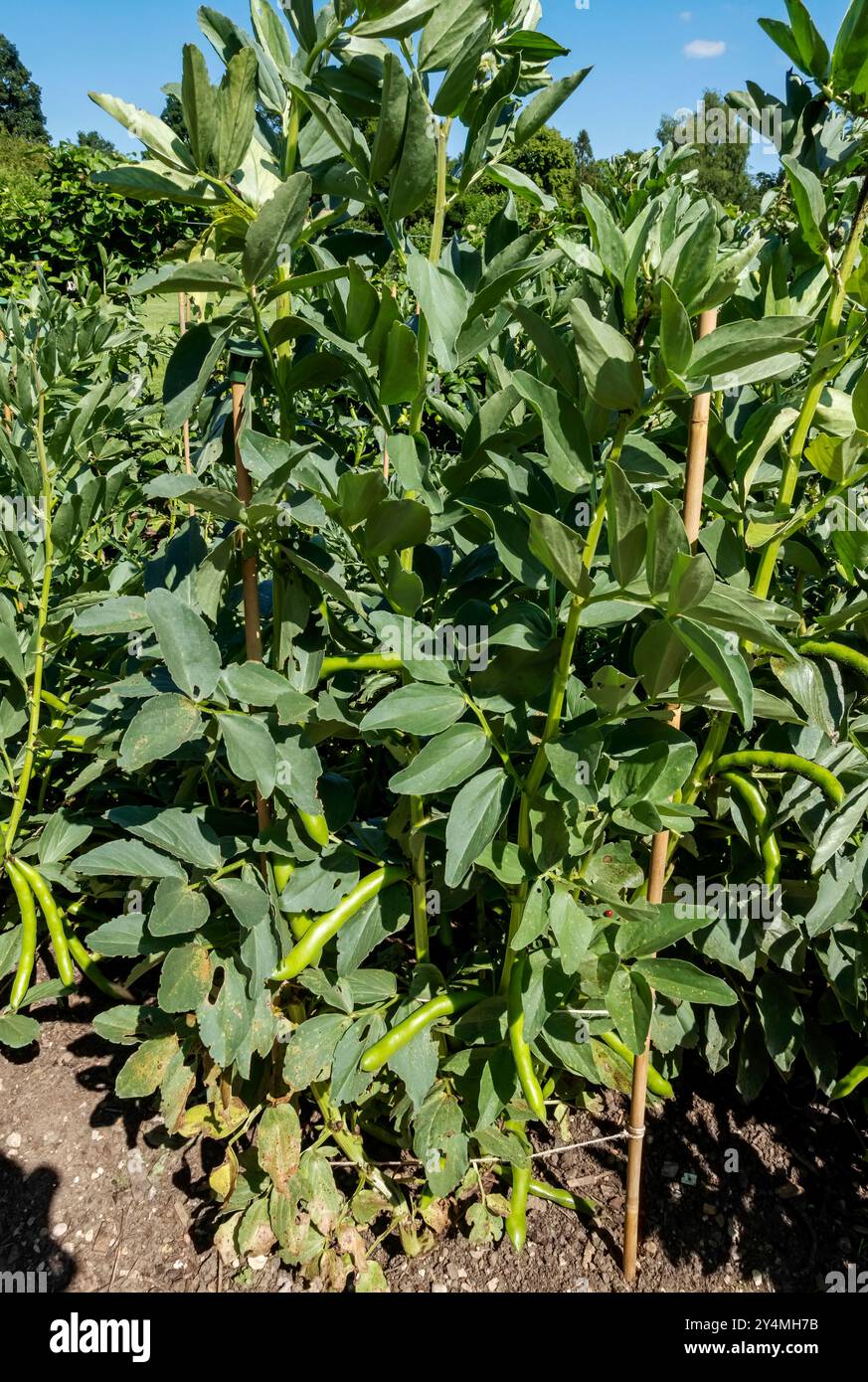 Fèves de haricots 'Aquadulce Claudia' plantes cultivées dans le potager en été Angleterre Royaume-Uni GB Grande-Bretagne Banque D'Images