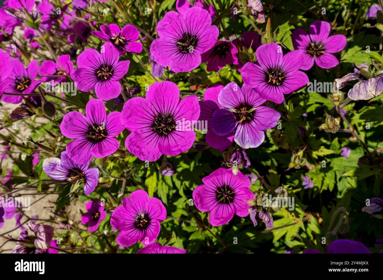 Gros plan des fleurs de crane rose géranium fleur dans le parterre de fleurs de frontière de jardin en été Angleterre Royaume-Uni GB Grande-Bretagne Banque D'Images