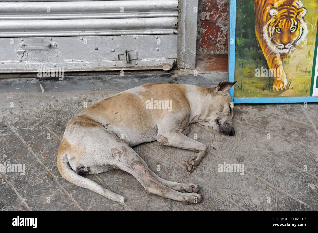 30.11.2011, Kolkata (Calcutta), Bengale occidental, Inde, Asie - une scène de rue quotidienne dans la métropole indienne de millions représente un chien de rue endormi. Banque D'Images