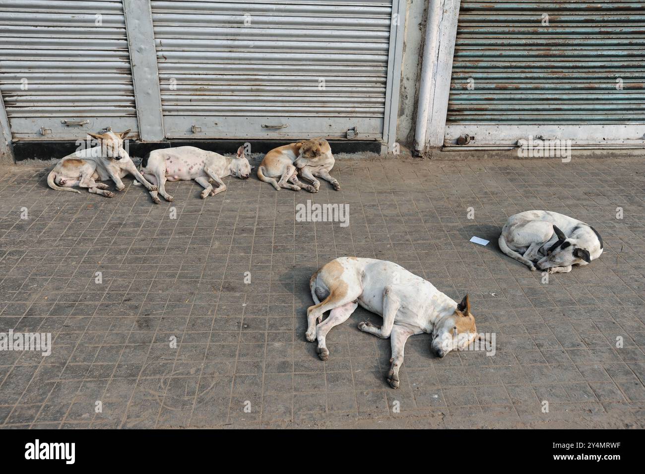 02.12.2011, Kolkata (Calcutta), Bengale occidental, Inde, Asie - une scène de rue quotidienne dans la métropole indienne de millions de personnes représente des chiens de rue endormis. Banque D'Images