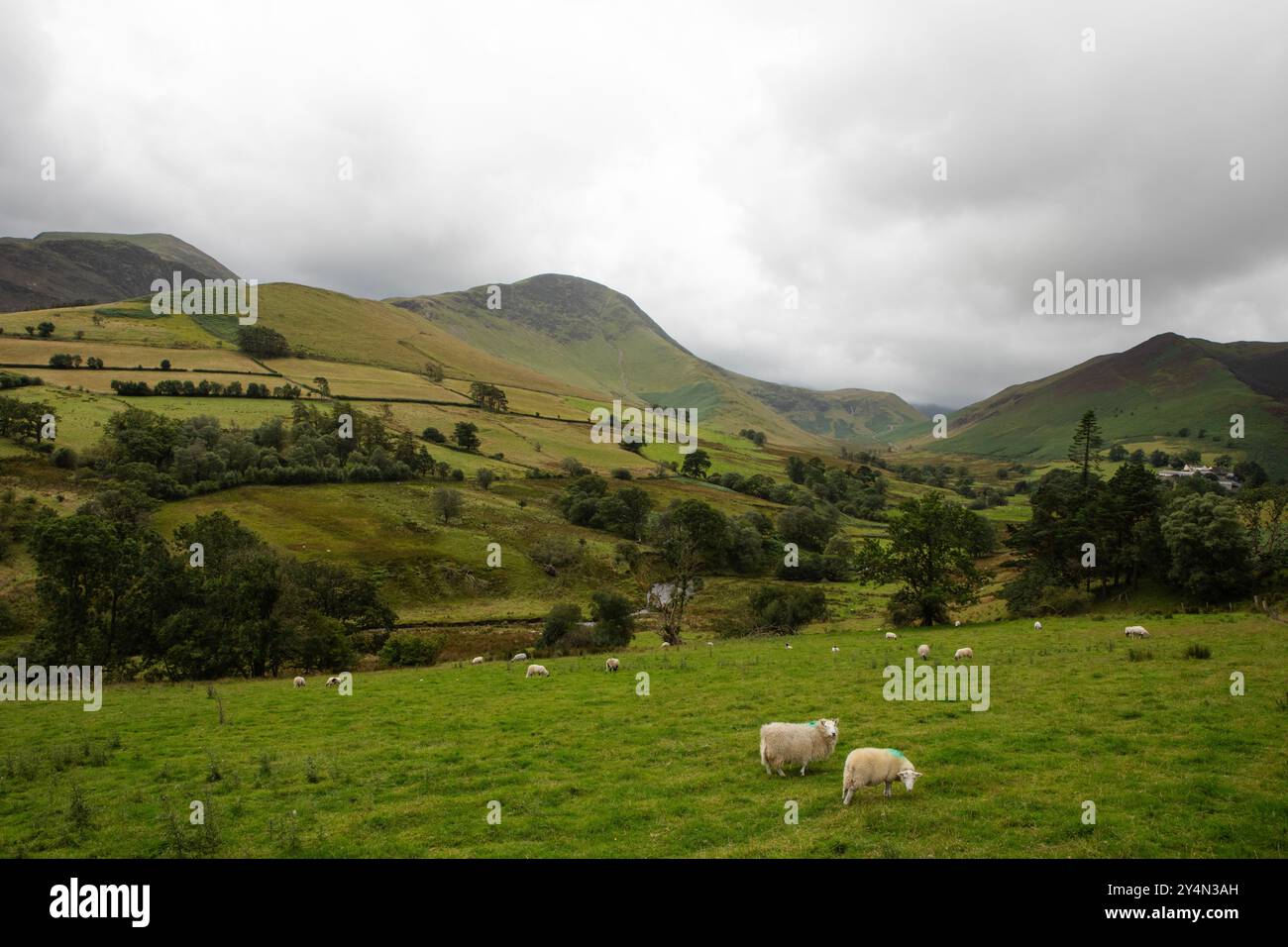 Mouton vu paître dans une vallée du Lake District, en Angleterre. Banque D'Images